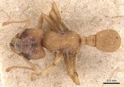Mycetophylax simplex specimen