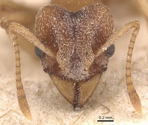 Mycetophylax simplex specimen