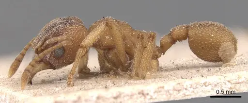 Mycetophylax simplex specimen