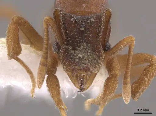 Mycetophylax snellingi specimen