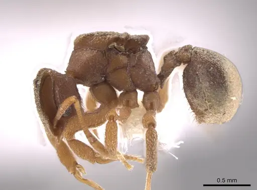 Mycetophylax snellingi specimen