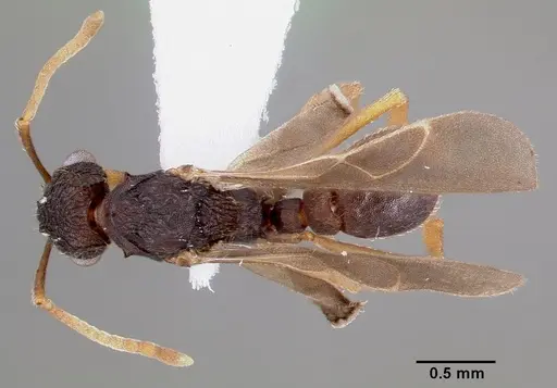 Mycetosoritis hartmanni specimen