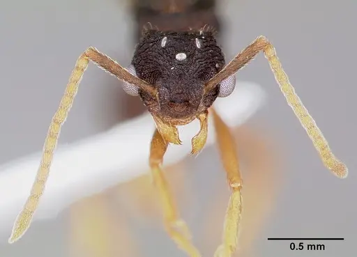 Mycetosoritis hartmanni specimen