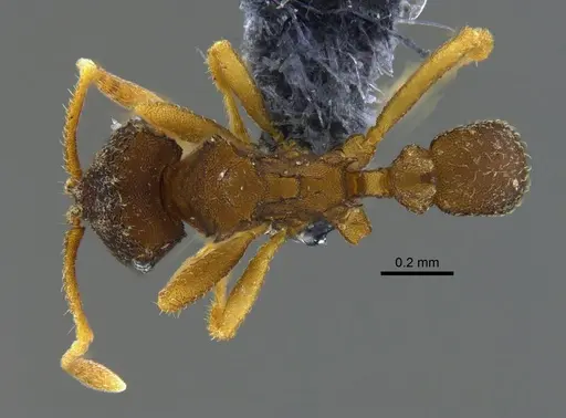 Mycocepurus curvispinosus specimen