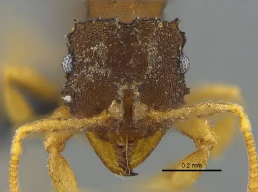 Mycocepurus curvispinosus specimen