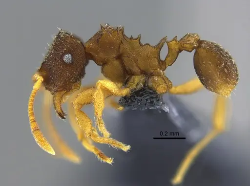 Mycocepurus curvispinosus specimen