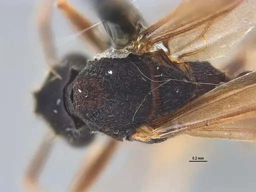 Mycocepurus goeldii specimen