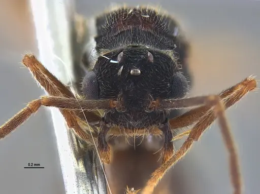 Mycocepurus goeldii specimen