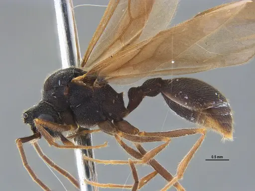 Mycocepurus goeldii specimen