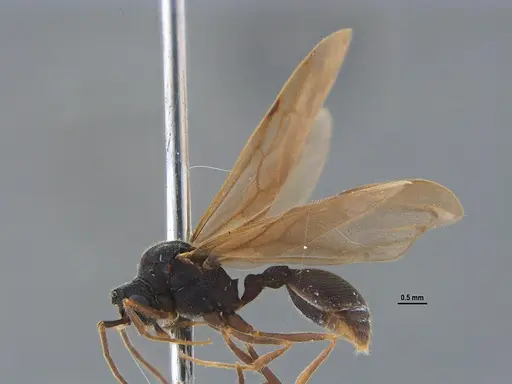 Mycocepurus goeldii - ANTWEB1047309