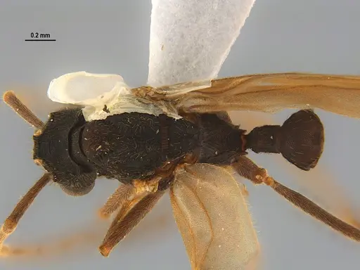 Mycocepurus goeldii - ANTWEB1047344