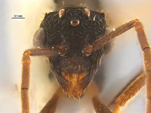 Mycocepurus goeldii - ANTWEB1047344