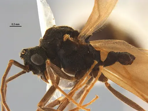 Mycocepurus goeldii - ANTWEB1047344