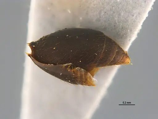 Mycocepurus goeldii - ANTWEB1047344