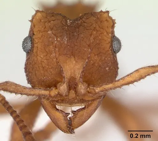 Mycocepurus goeldii - CASENT0173988