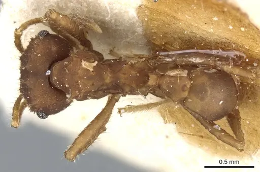 Mycocepurus goeldii - CASENT0904975