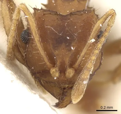 Mycocepurus goeldii - CASENT0904975