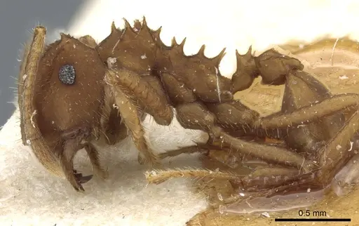 Mycocepurus goeldii - CASENT0904975