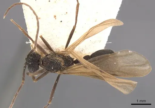 Mycocepurus goeldii - CASENT0905915