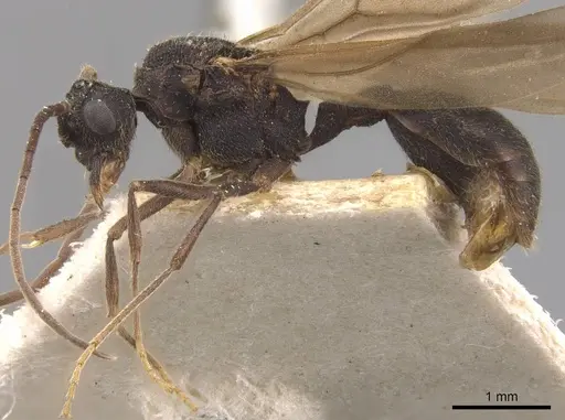 Mycocepurus goeldii - CASENT0905915