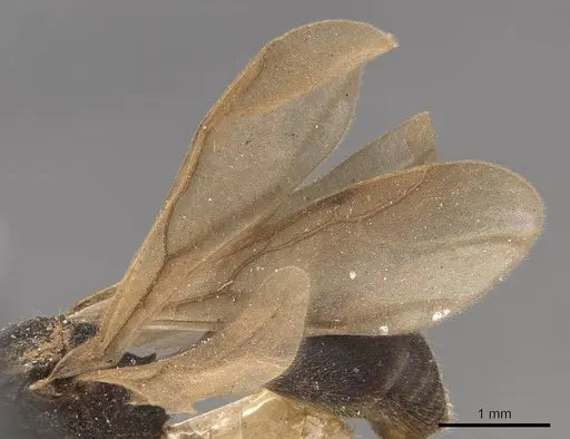 Mycocepurus goeldii - CASENT0905915