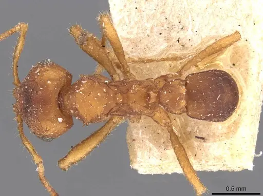 Mycocepurus goeldii - CASENT0909358