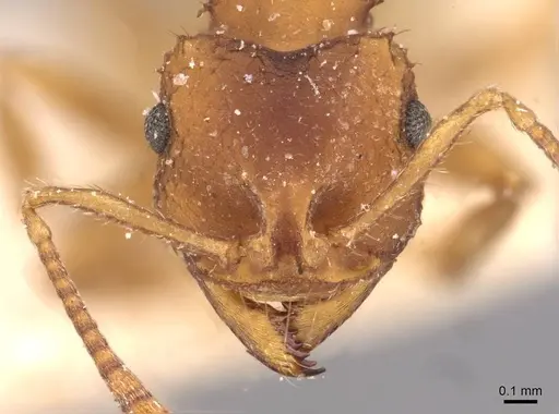Mycocepurus goeldii - CASENT0909358