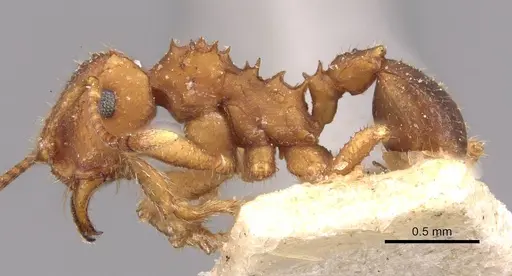 Mycocepurus goeldii - CASENT0909358