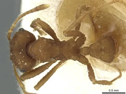 Mycocepurus goeldii - CASENT0912511