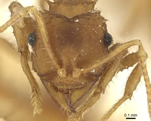 Mycocepurus goeldii - CASENT0912511