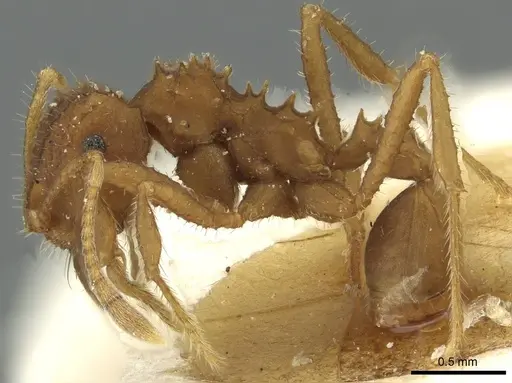 Mycocepurus goeldii - CASENT0912511