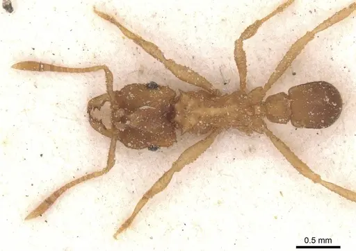 Mycocepurus goeldii - CASENT0912512