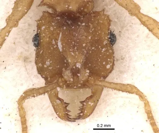 Mycocepurus goeldii - CASENT0912512