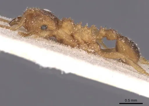 Mycocepurus goeldii - CASENT0912512