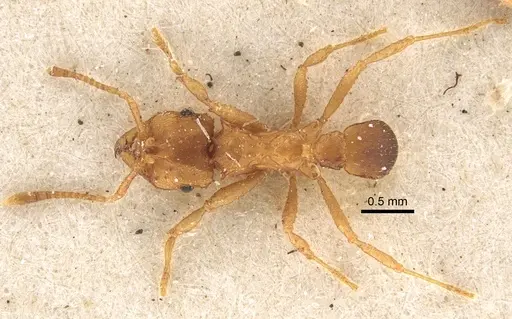 Mycocepurus goeldii - CASENT0917842