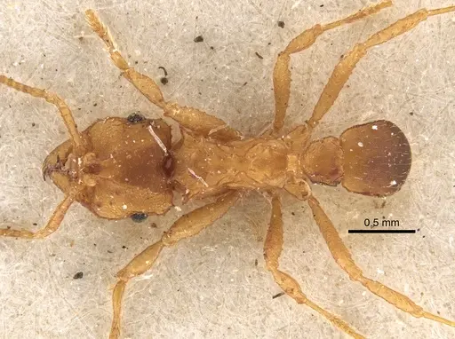 Mycocepurus goeldii - CASENT0917842