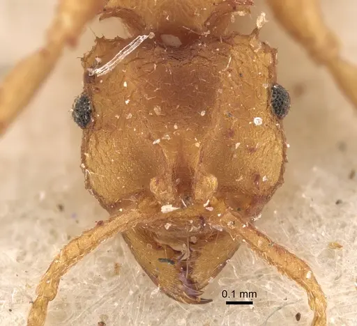 Mycocepurus goeldii - CASENT0917842