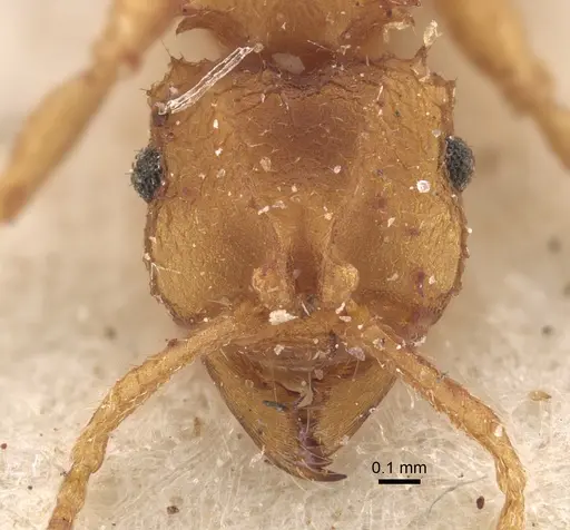 Mycocepurus goeldii - CASENT0917842