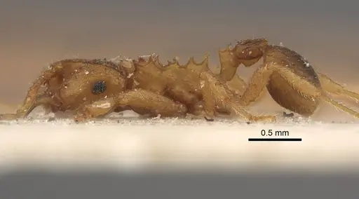 Mycocepurus goeldii - CASENT0917842