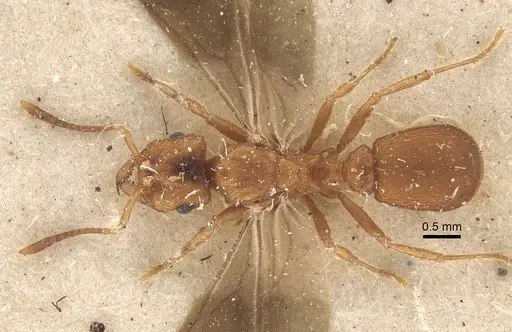 Mycocepurus goeldii - CASENT0917843