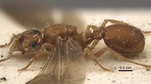 Mycocepurus goeldii - CASENT0917843