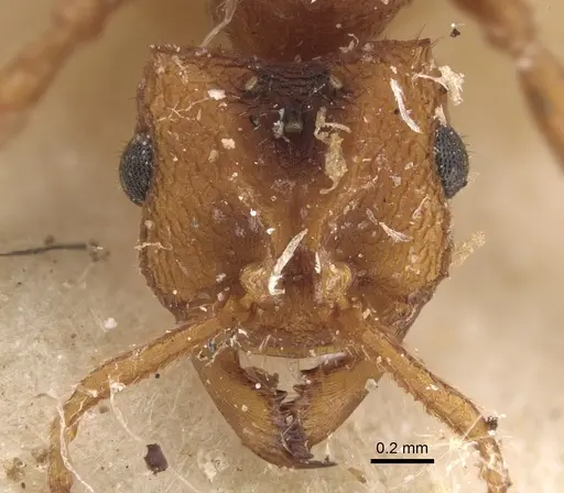 Mycocepurus goeldii - CASENT0917843