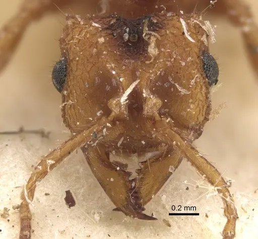 Mycocepurus goeldii - CASENT0917843