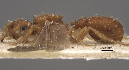 Mycocepurus goeldii - CASENT0917843