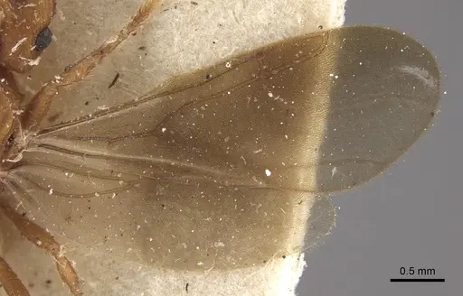 Mycocepurus goeldii - CASENT0917843