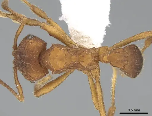 Mycocepurus goeldii - CASENT0922152