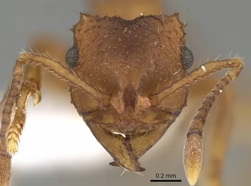 Mycocepurus goeldii - CASENT0922152