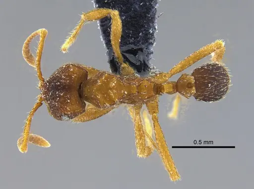 Mycocepurus goeldii - IAVH-E-262262