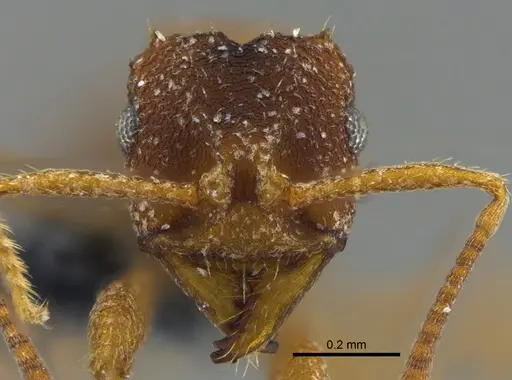 Mycocepurus goeldii - IAVH-E-262262