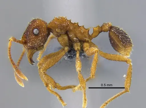 Mycocepurus goeldii - IAVH-E-262262